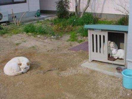 Cats Kick Out The Dog...Now That's Embarrassing