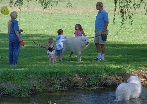 So You Trust The Dog Not To Be On The Leash But The Kid Not So Much