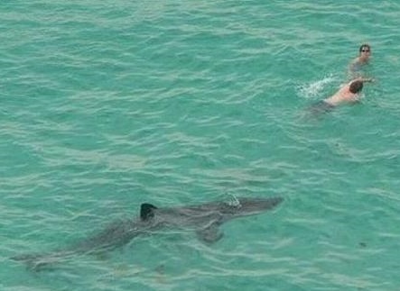 Don't Worry About Me Honey I Don't Have To Swim Faster Then The Shark I Just Have To Swim Faster Then You